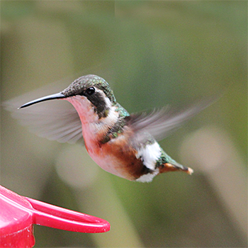 White-bellied Woodstar