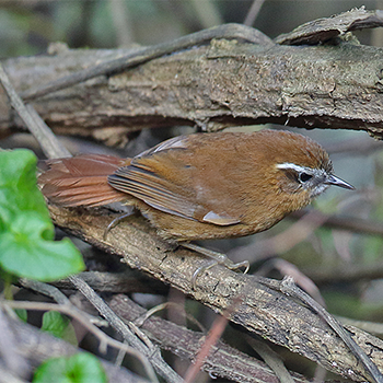 White-browed Spinetail