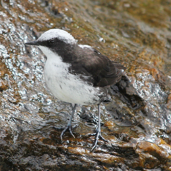 White-capped Dipper
