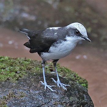 White-capped Dipper