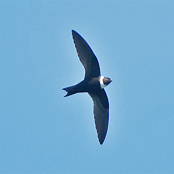 White-collared Swift