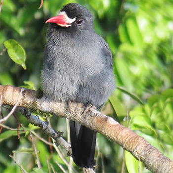 White-fronted Nunbird
