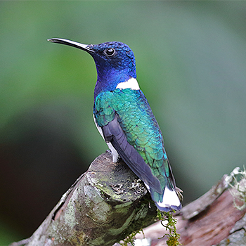 White-necked Jacobin