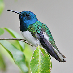 White-necked Jacobin