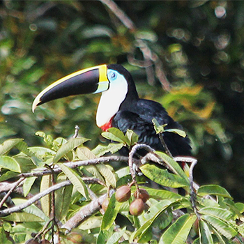 White-throated Toucan