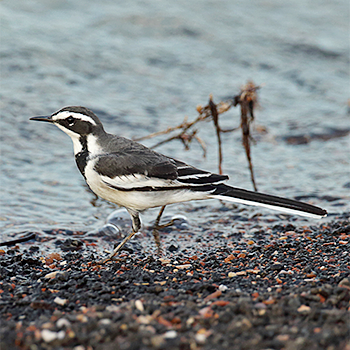 African Pied Wagtail