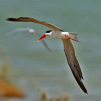 African Skimmer