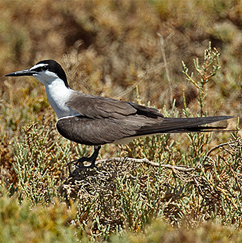 Bridled Tern