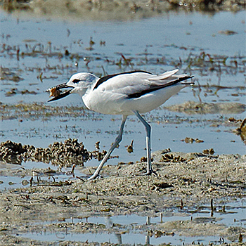 Crab Plover