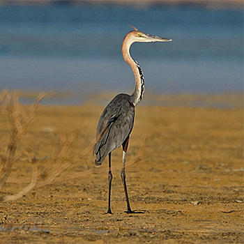 Goliath Heron