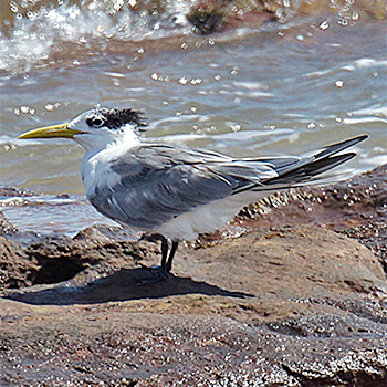 Great Crested Tern