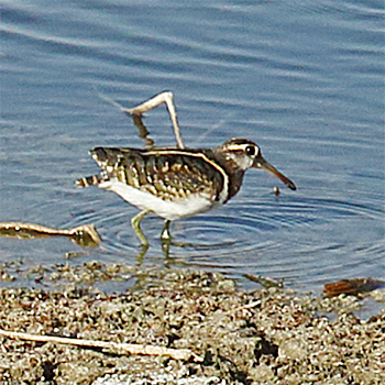 Greater Painted-snipe