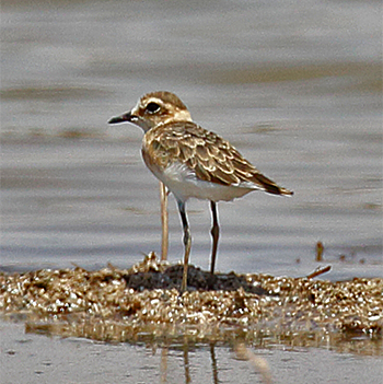 Kittlitz's Plover