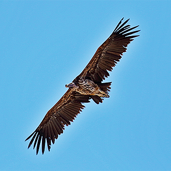 Lappet-faced Vulture
