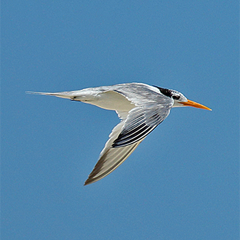 Lesser Crested Tern