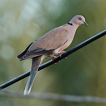 Mourning Collared-dove