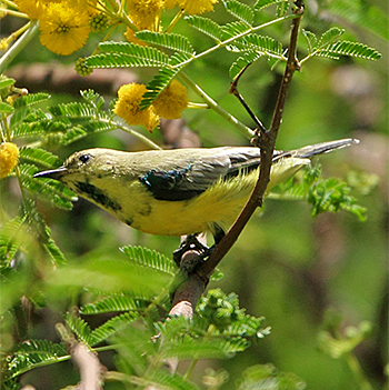 Nile Valley Sunbird