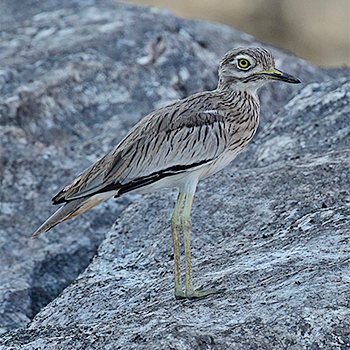 Senegal Thick-knee