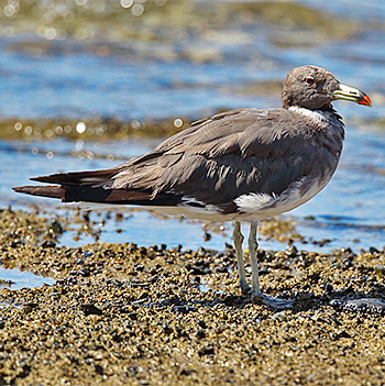 Sooty Gull