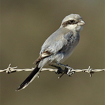 Great Grey Shrike