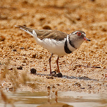 Three-banded Plover