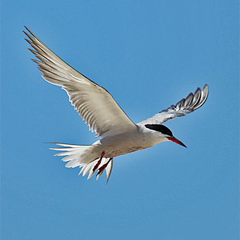 White-cheeked Tern