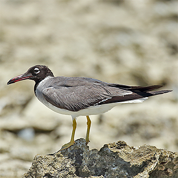 White-eyed Gull