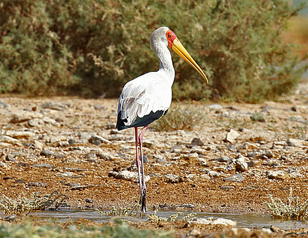 Yellow-billed Stork