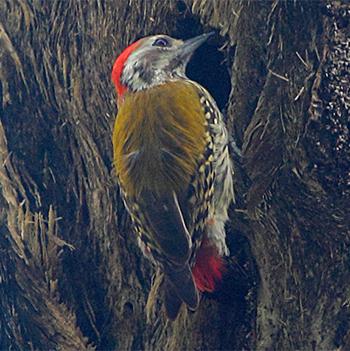 Abyssinian Woodpecker