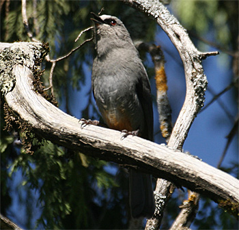 Abyssinian Catbird