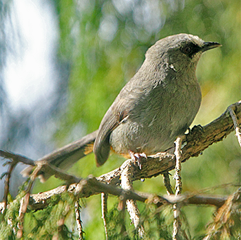 Abyssinian Catbird