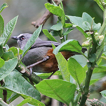 Abyssinian Catbird