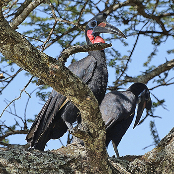Abyssinian Ground-hornbills