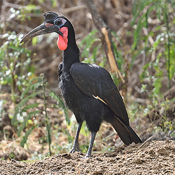 Abyssinian Ground-hornbill