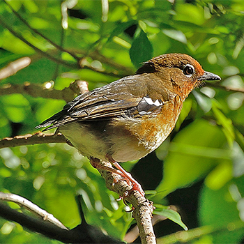 Abyssinian Ground-thrush