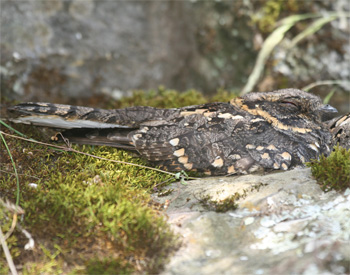 Abyssinian Nightjar