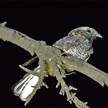 Abyssinian Nightjar