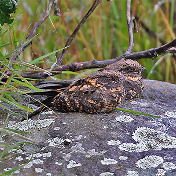 Abyssinian Nightjars