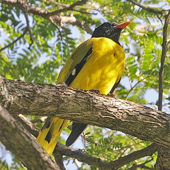 Ethiopean Black-headed Oriole
