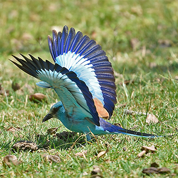 Abyssinian Roller