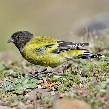 Abyssinian Siskin