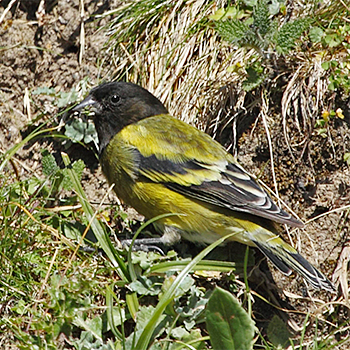 Abyssinian Siskin
