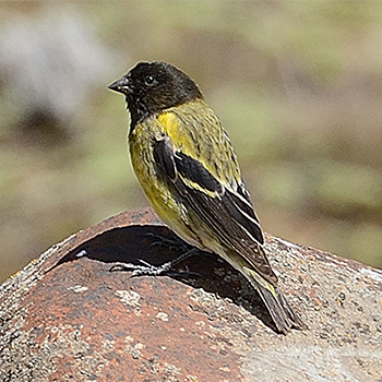 Abyssinian Siskin