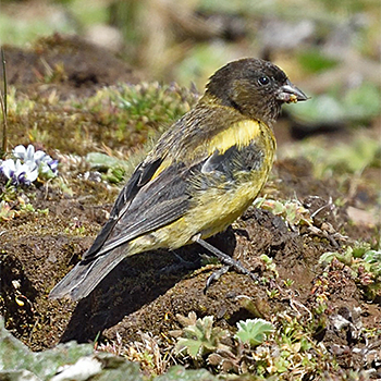 Abyssinian Siskin