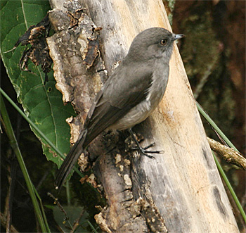 Abyssinian Slaty-flycatcher