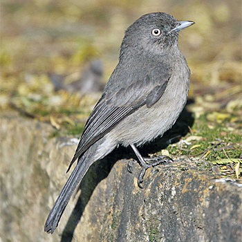 Abyssinian Slaty Flycatcher