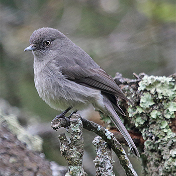Abyssinian Slaty-flycatcher