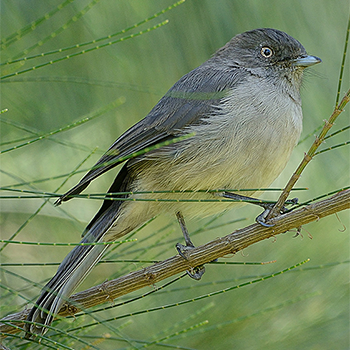 Abyssinian Slaty-flycatcher
