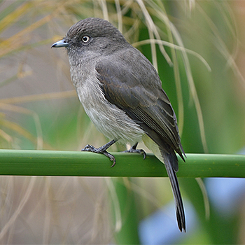 Abyssinian Slaty-flycatcher
