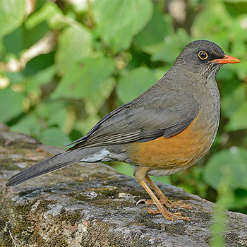 Abyssinian Thrush
